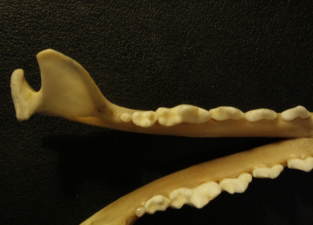 Mandibules : vue supérieure