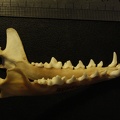 Mandibles : right side sight (19587 visits) Vulpes corsac turkmenica - MaleCollection: Zoology Museum, National Museum of Natural History, Kiev,... Mandibles : right side sight