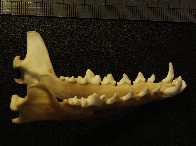Mandibles : right side sight