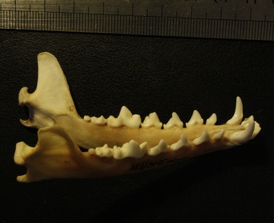 Mandibules : vue latérale droite