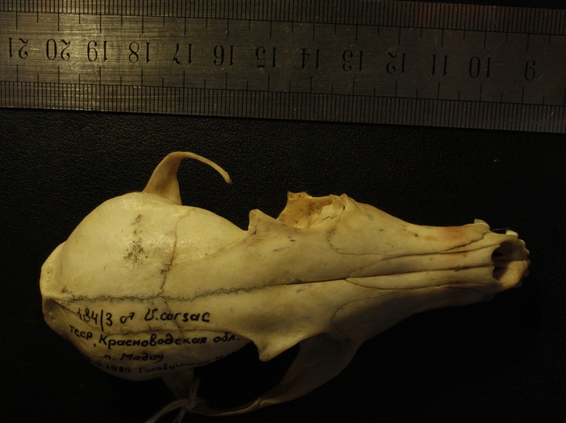 Crâne : vue frontale (19113 visites) Vulpes corsac turkmenica - MâleCollection : Musée de Zoologie, Muséum National d'Histoire Naturel... Crâne : vue frontale