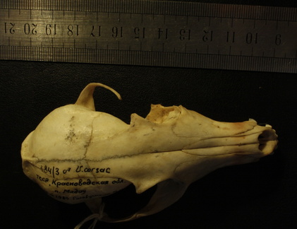 Crâne : vue frontale