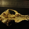 Skull: ventral sight (19162 visits) Vulpes corsac turkmenica - MaleCollection: Zoology Museum, National Museum of Natural History, Kiev,... Skull: ventral sight