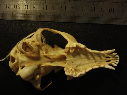 Crâne : vue ventrale (19127 visites) Vulpes corsac turkmenica - MâleCollection : Musée de Zoologie, Muséum National d'Histoire Naturel... Crâne : vue ventrale