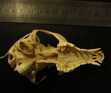 Crâne : vue ventrale