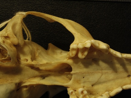 Crâne : vue ventrale (19539 visites) Vulpes corsac turkmenica - MâleCollection : Musée de Zoologie, Muséum National d'Histoire Naturel... Crâne : vue ventrale