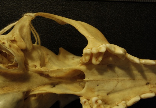Crâne : vue ventrale (19422 visites) Vulpes corsac turkmenica - MâleCollection : Musée de Zoologie, Muséum National d'Histoire Naturel... Crâne : vue ventrale