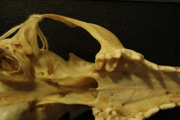 Crâne : vue ventrale