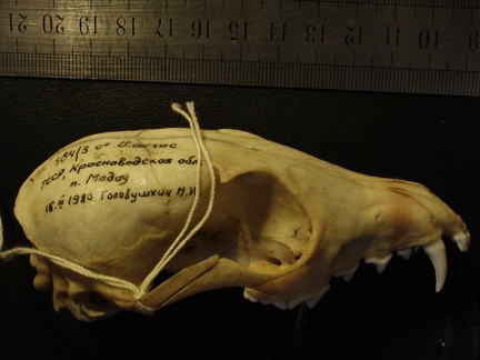 Crâne : vue latérale droite (19220 visites) Vulpes corsac turkmenica - MâleCollection : Musée de Zoologie, Muséum National d'Histoire Naturel... Crâne : vue latérale droite