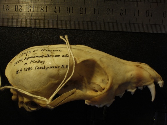 Crâne : vue latérale droite (19237 visites) Vulpes corsac turkmenica - MâleCollection : Musée de Zoologie, Muséum National d'Histoire Naturel... Crâne : vue latérale droite