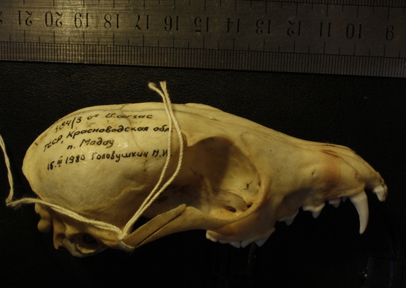 Crâne : vue latérale droite