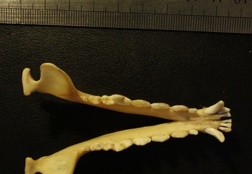 Mandibles: top view