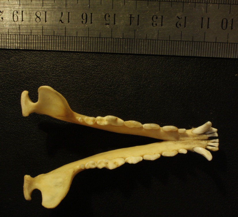 Mandibules : vue supérieure