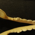 3843_mand2.JPG