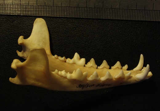 Mandibles : right side sight