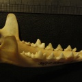 3843_mand3.jpg