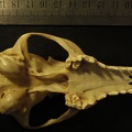 Crâne : vue ventrale (13975 visites) Vulpes corsac spp.Collection : Musée de Paléontologie, Muséum National d'Histoire Naturelle, Kiev... Crâne : vue ventrale
