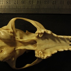 Crâne : vue ventrale (13990 visites) Vulpes corsac spp.Collection : Musée de Paléontologie, Muséum National d'Histoire Naturelle, Kiev... Crâne : vue ventrale