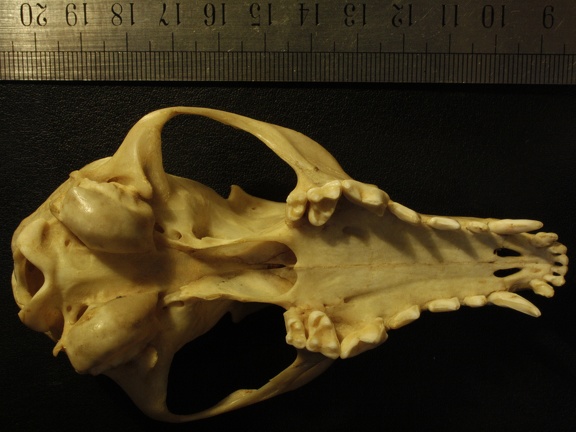 Crâne : vue ventrale (13971 visites) Vulpes corsac spp.Collection : Musée de Paléontologie, Muséum National d'Histoire Naturelle, Kiev... Crâne : vue ventrale