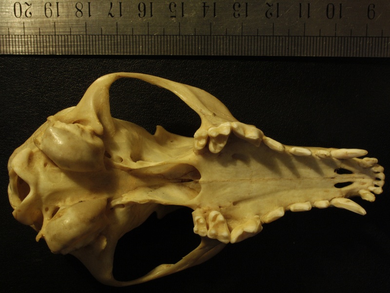 Crâne : vue ventrale (13791 visites) Vulpes corsac spp.Collection : Musée de Paléontologie, Muséum National d'Histoire Naturelle, Kiev... Crâne : vue ventrale