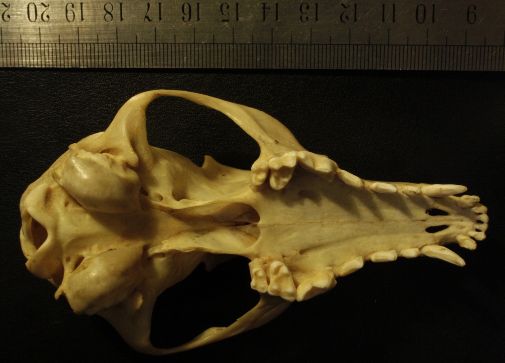 Crâne : vue ventrale