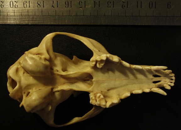 Crâne : vue ventrale