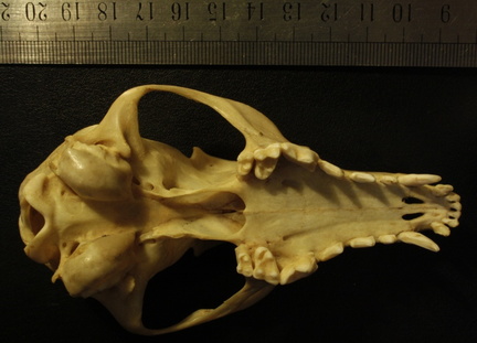 Crâne : vue ventrale
