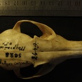 Crâne : vue frontale (13538 visites) Vulpes corsac spp.Collection : Musée de Paléontologie, Muséum National d'Histoire Naturelle, Kiev... Crâne : vue frontale