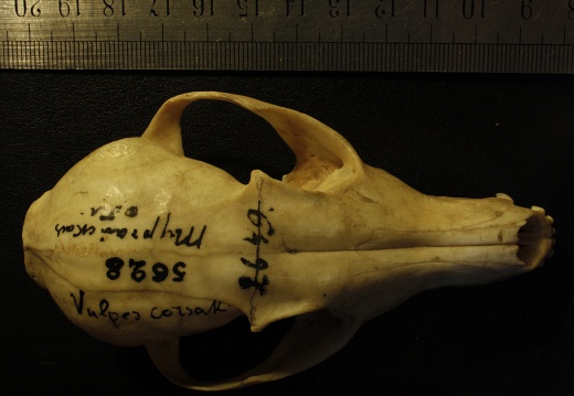 Skull: frontal sight