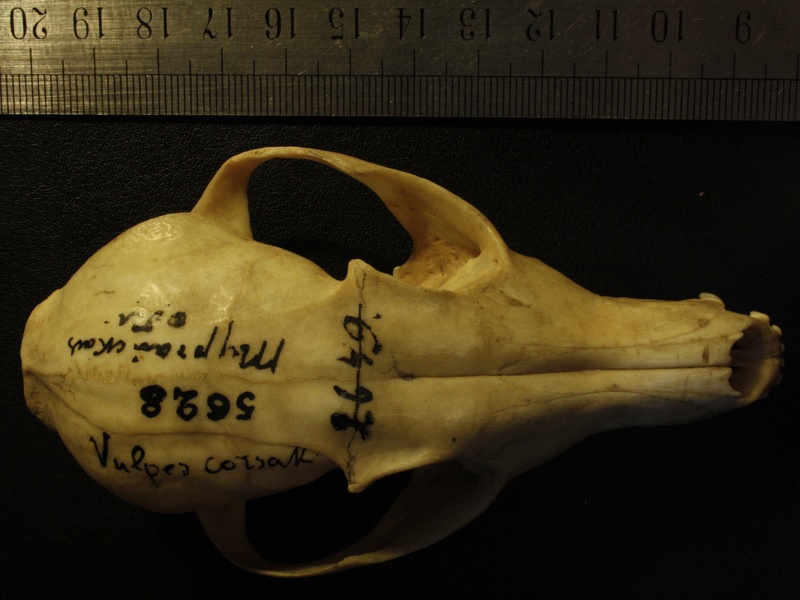 Crâne : vue frontale (13356 visites) Vulpes corsac spp.Collection : Musée de Paléontologie, Muséum National d'Histoire Naturelle, Kiev... Crâne : vue frontale