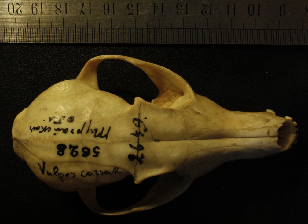 Crâne : vue frontale