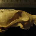 Crâne : vue latérale droite (13811 visites) Vulpes corsac spp.Collection : Musée de Paléontologie, Muséum National d'Histoire Naturelle, Kiev... Crâne : vue latérale droite