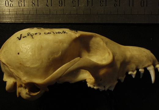 Cráneo: vista lateral derecha