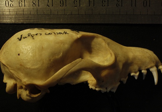 Crâne : vue latérale droite (13269 visites) Vulpes corsac spp.Collection : Musée de Paléontologie, Muséum National d'Histoire Naturelle, Kiev... Crâne : vue latérale droite