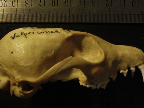 Crâne : vue latérale droite (13805 visites) Vulpes corsac spp.Collection : Musée de Paléontologie, Muséum National d'Histoire Naturelle, Kiev... Crâne : vue latérale droite
