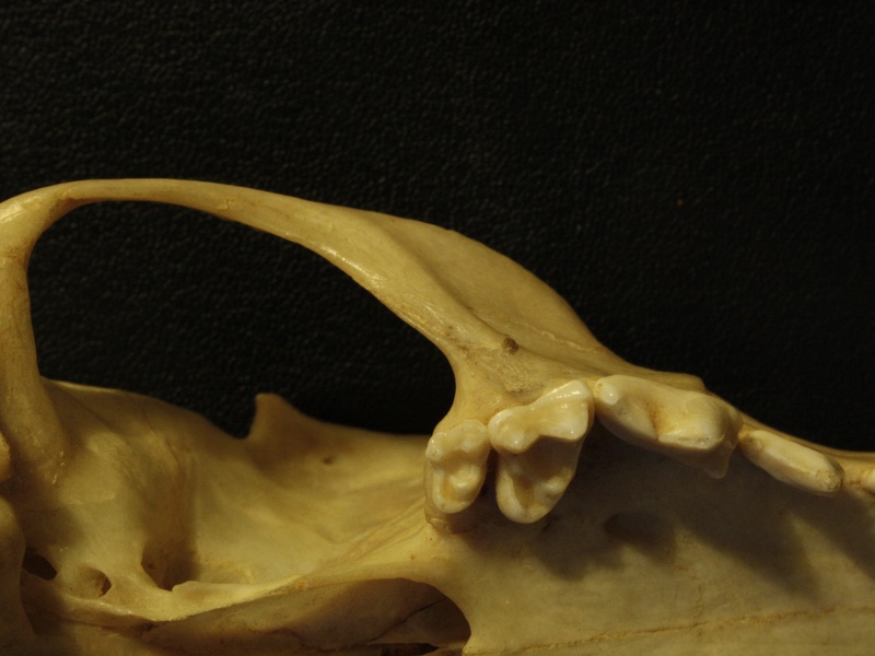 Crâne : vue ventrale (13718 visites) Vulpes corsac spp.Collection : Musée de Paléontologie, Muséum National d'Histoire Naturelle, Kiev... Crâne : vue ventrale