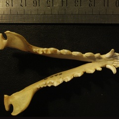 Mandibles: top view