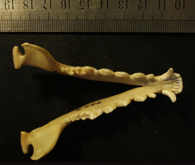 Mandibules : vue supérieure