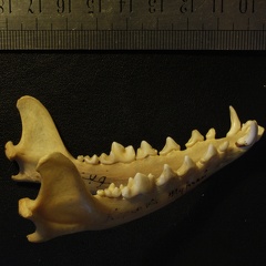 Mandibles : right side sight