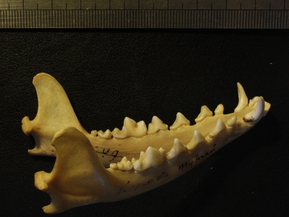 Mandibules : vue latérale droite (17030 visites) Vulpes corsac spp.Collection : Musée de Paléontologie, Muséum National d'Histoire Naturelle, Kiev... Mandibules : vue latérale droite