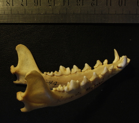 Mandibules : vue latérale droite