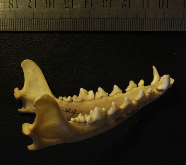 Mandibules : vue latérale droite