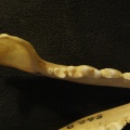 5628_mand3.jpg