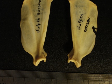 Scapulas : vue médiale (13811 visites) Vulpes corsac spp.Collection : Musée de Paléontologie, Muséum National d'Histoire Naturelle, Kiev... Scapulas : vue médiale