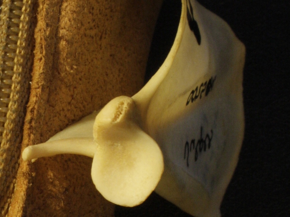 Scapula : vue ventrale (17007 visites) Vulpes corsac spp. - Élément droitCollection : Musée de Paléontologie, Muséum National d'Histoi... Scapula : vue ventrale