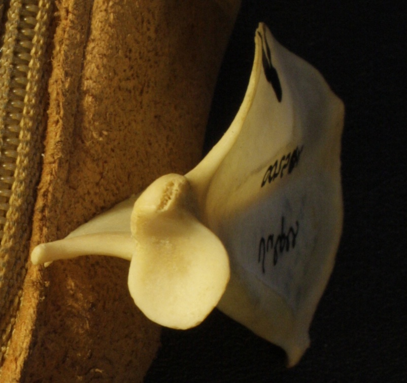 Scapula : vue ventrale