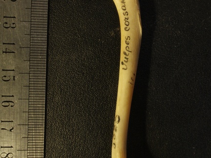 Humerus: side view