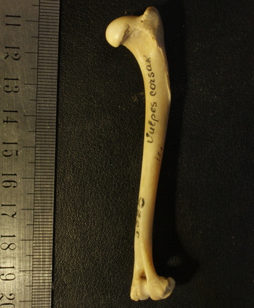Humerus: side view