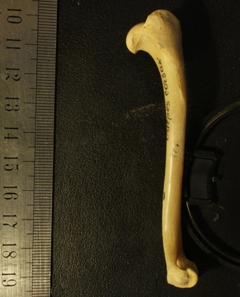Humerus: medial view