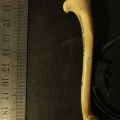 5628_hum_d_med.jpg